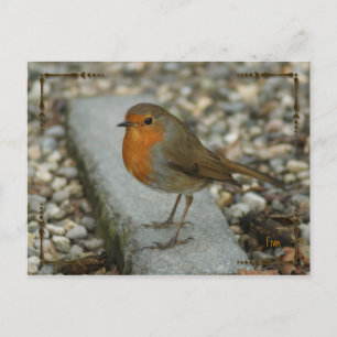 Rotkehlchen Postkarte