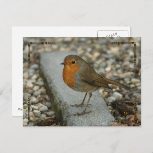 Rotkehlchen Postkarte (Vorne/Hinten)
