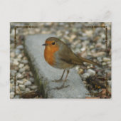 Rotkehlchen Postkarte (Vorderseite)