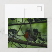 Rotkehlchen postkarte (Vorne/Hinten)