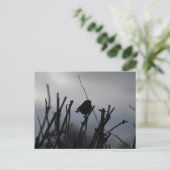 Rotkehlchen  postkarte (Stehend Vorderseite)
