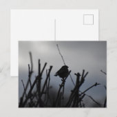 Rotkehlchen  postkarte (Vorne/Hinten)