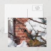 Rotkehlchen Postkarte (Vorne/Hinten)