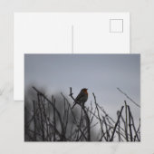 Rotkehlchen Postkarte (Vorne/Hinten)