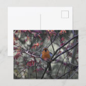 Rotkehlchen postkarte (Vorne/Hinten)