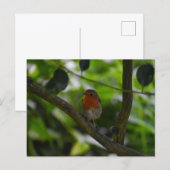 Rotkehlchen postkarte (Vorne/Hinten)
