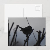 Rotkehlchen  postkarte (Vorne/Hinten)