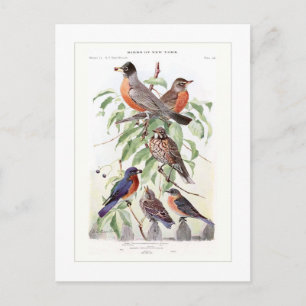 Rotkehlchen und Blaumeise Postkarte
