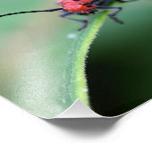 Rotkehlkäfer-Insekt Nah bis 8x8 Fotodruck (Ecke)