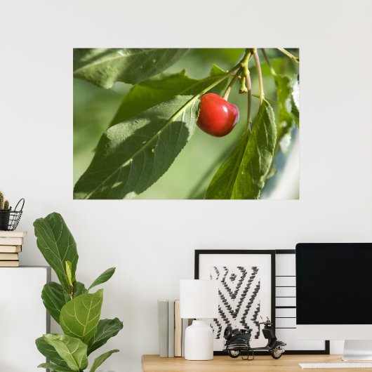 Rotkirsche Poster (Heimbüro)