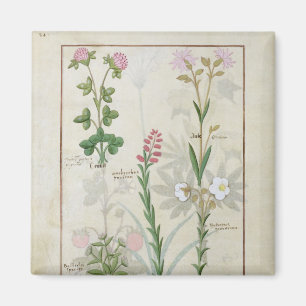 Rotklee & Aube Bellidis Onobrychis & Hyssopus Magnet