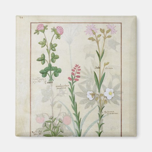 Rotklee & Aube Bellidis Onobrychis & Hyssopus Magnet (Vorne)
