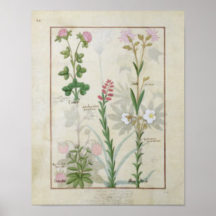Rotklee & Aube Bellidis Onobrychis & Hyssopus Poster