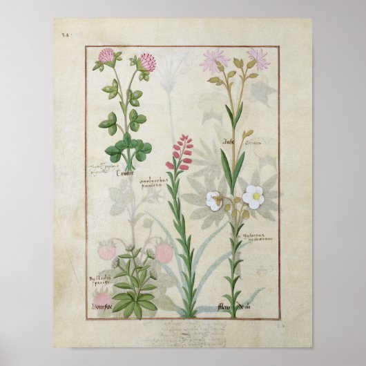 Rotklee & Aube Bellidis Onobrychis & Hyssopus Poster (Vorne)