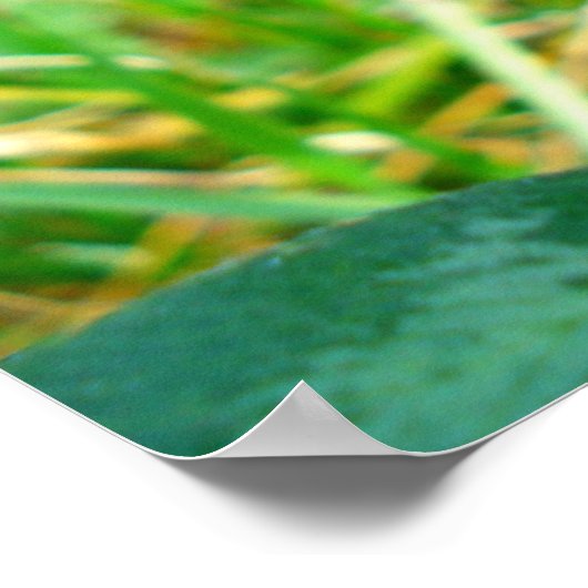 Rotklee Poster (Ecke)