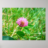 Rotklee Poster (Vorne)