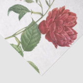 Rotkohlrosen Seidenpapier (Ausschnitt)