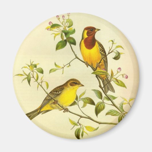 Rotkopfbeerdung Emberiza bruniceps Magnet (Vorne)