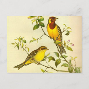 Rotkopfbeerdung Emberiza bruniceps Postkarte