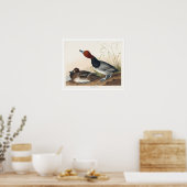 Rotkopfente von Audubon Poster (Küche)