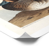 Rotkopfente von Audubon Poster (Ecke)