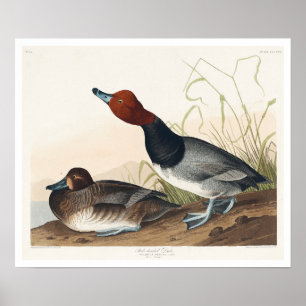 Rotkopfente von Audubon Poster