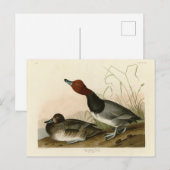 Rotkopfente - von Audubons Vögeln Amerikas Postkarte (Vorne/Hinten)