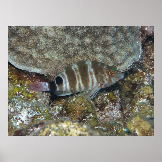 Rotkopffisch Poster (Vorne)