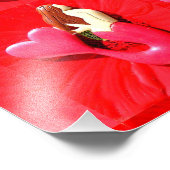 Rotkopfseelendachter aus Schwanz Fotodruck (Ecke)