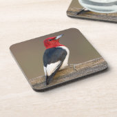 Rotkopfspecht auf Zaun Getränkeuntersetzer (Linke Seite)