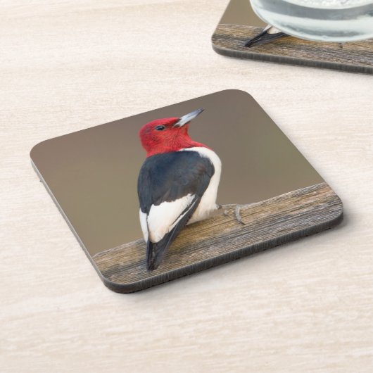 Rotkopfspecht auf Zaun Getränkeuntersetzer (Linke Seite)