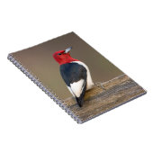 Rotkopfspecht auf Zaun Notizblock (Rechte Seite)