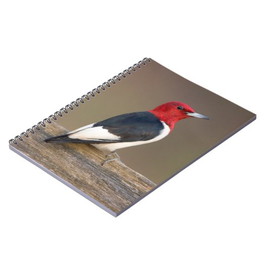 Rotkopfspecht auf Zaun Notizblock (Linke Seite)