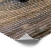 Rotkopfspecht auf Zaun Poster (Ecke)