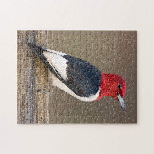 Rotkopfspecht auf Zaun Puzzle (Horizontal)