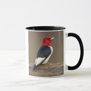 Rotkopfspecht auf Zaun Tasse