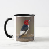 Rotkopfspecht auf Zaun Tasse (Links)