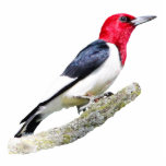 Rotkopfspecht Fotoskulptur Magnet<br><div class="desc">Ein Bild eines Rotkopfspecht</div>