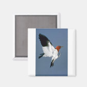 Rotkopfspecht Magnet (Vorderseite/Rückseite)