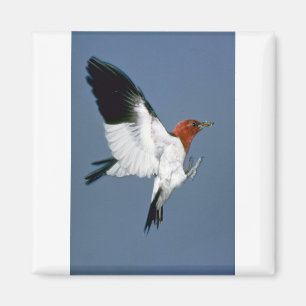 Rotkopfspecht Magnet