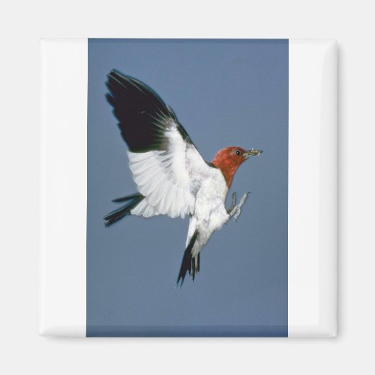 Rotkopfspecht Magnet (Vorne)