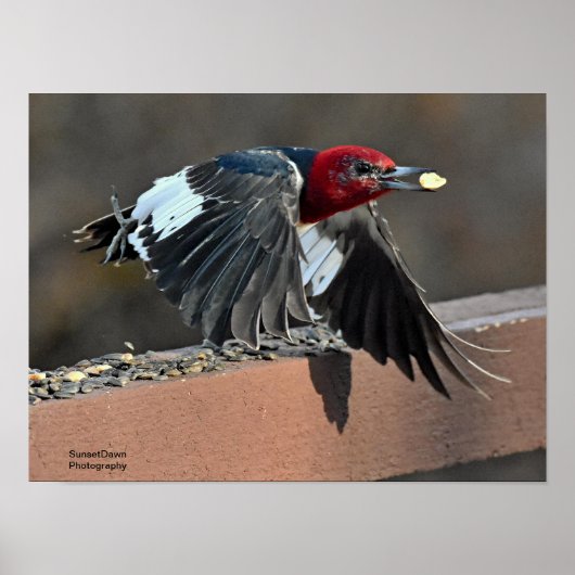 Rotkopfspecht Poster (Vorne)