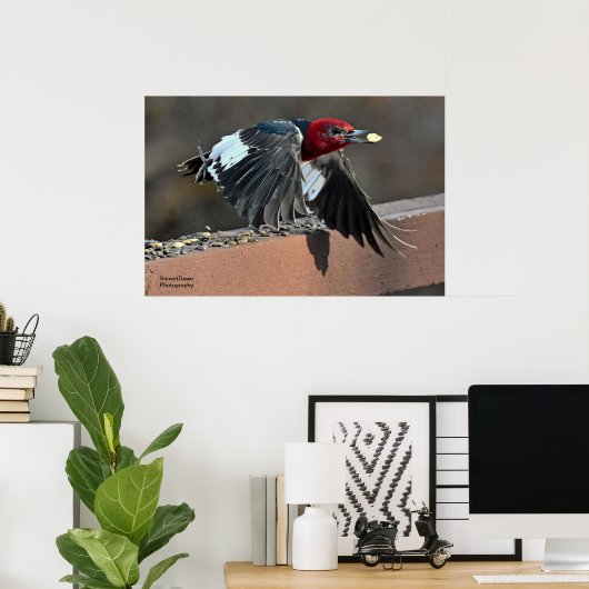 Rotkopfspecht Poster (Heimbüro)