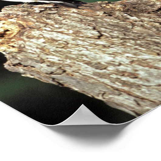 Rotkopfspecht Poster (Ecke)