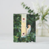 Rotkopfspecht Postkarte (Stehend Vorderseite)