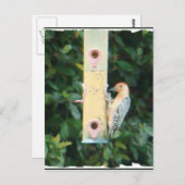 Rotkopfspecht Postkarte (Vorne/Hinten)