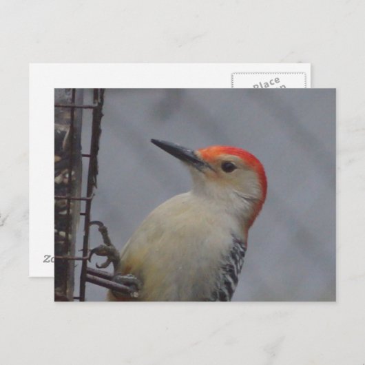 Rotkopfspecht Postkarte (Vorne/Hinten)