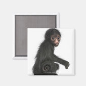 Rotkopfspinne - Ateles paniscus (3 Magnet (Vorderseite/Rückseite)