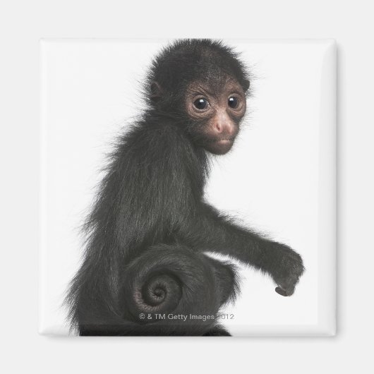 Rotkopfspinne - Ateles paniscus (3 Magnet (Vorne)