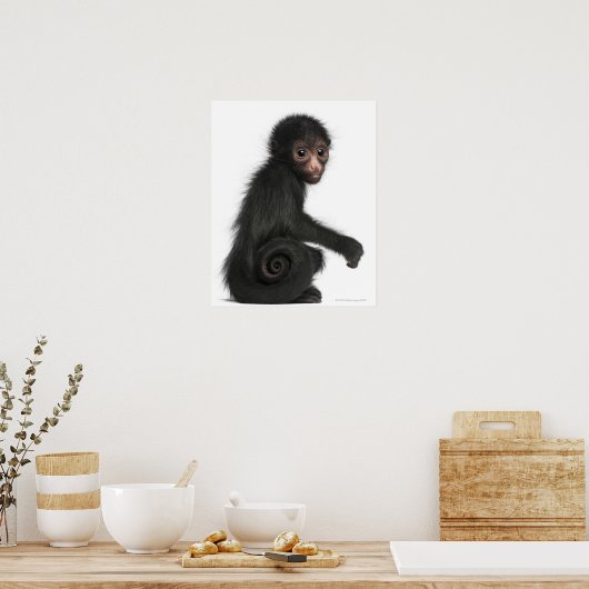 Rotkopfspinne - Ateles paniscus (3 Poster (Küche)